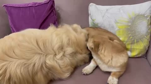 Golden Retriever and Puppy Playing on the Sofa