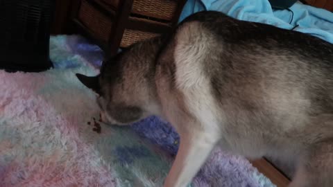 Husky Tries To Bury Food In The Carpet For Later