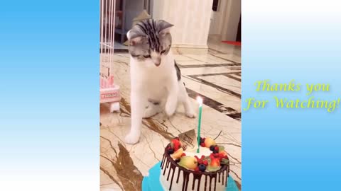 Funny and Cute Cat's Life 👯😺 Cats and Owners are the best friends Videos