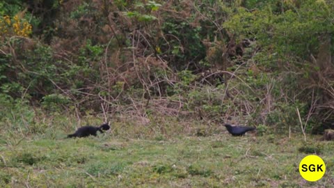 In an exciting shot, the cat almost caught the crow