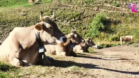 Cow mooing and grazing in a field