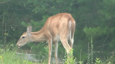 Feeding Whitetail deer