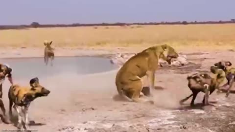 When Animals Messed With The Wrong Opponent !