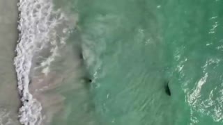 SHARKS STARTING TO COME CLOSER TO THE BEACH IN AUSTRALIA