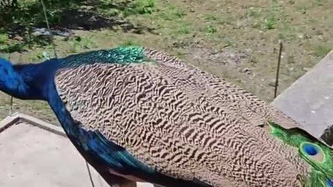 Peacock Style and Sound 🦚 🦚 🦚