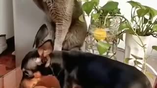 SOO FUNNY fighting cat vs dog