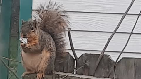 Chubby Squirrel Snagged a Pastry