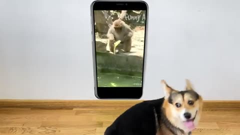 Dog Reaction to cute and Funny animals video complilation