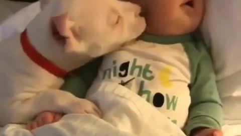 Doggy licking a baby