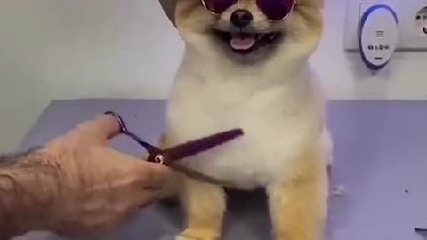 Cute pomeranian haircut