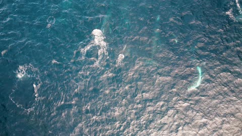 Drone captures cool interaction between whales and dolphins