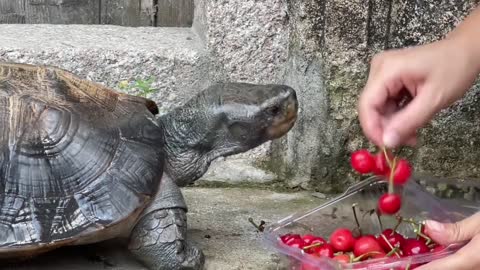 Turtles eat cherries