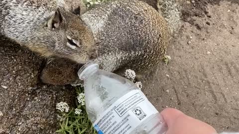 The Squirrels Were Thirsty