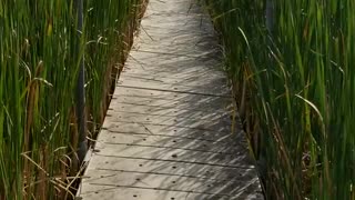 A walk through the Tall Grass