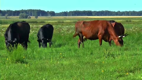 “Hungry Cow Grazes Contentedly: A Serene Moment”