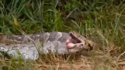 Playful Primate Encounters Curious Python - Jungle Encounter!