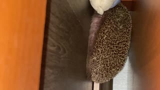 Hedgehog Tries His Hardest To Carry Toy