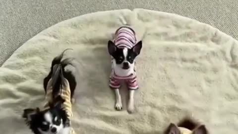 Funny and cute dogs video