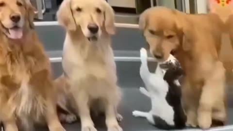 Funny animals funny dog and cats