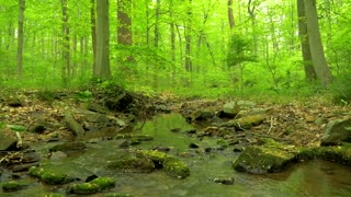 90 Minutes of Woodland Ambiance ( Nature Sounds Series 9 ) Trickling Stream & Bird Sounds