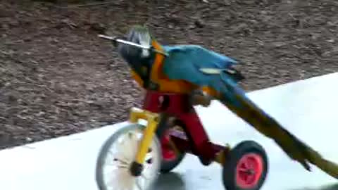 Funny Animals - Parrot riding a tricycle