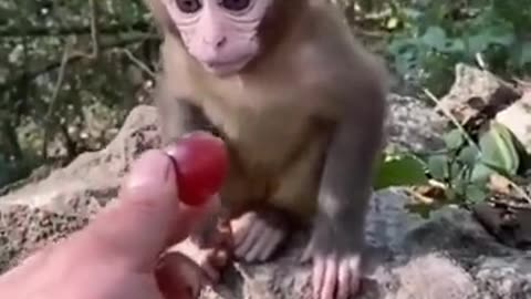 A hungry monkey cute little god bless for monkey