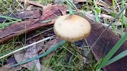 Psilocybe subaeruginosa 👁️