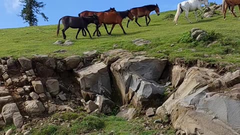 Horses in pastures