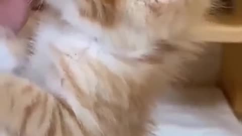 Funny cats video 😂