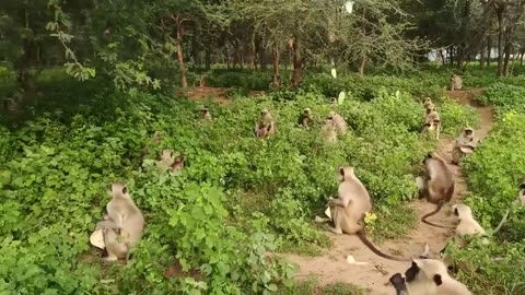 Monkeys Eating Bread