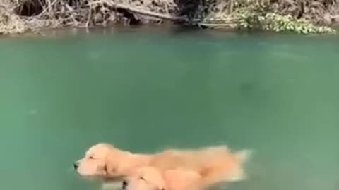 Cute and Funny Puppy Swimming Moment | Smart Dog | Lovely Pet