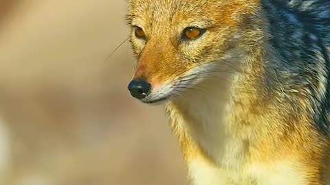 Fox life