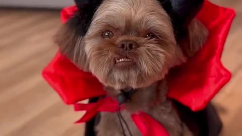 Two Shih Tzus Dressed Up as Vampires