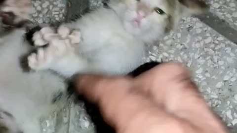 kung fu kitten 🐈