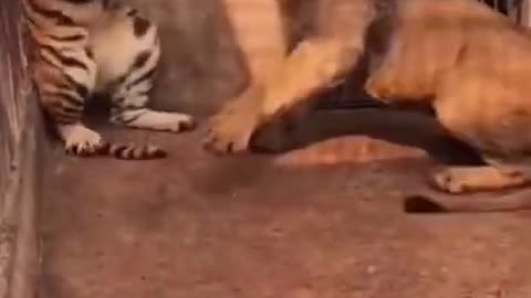 tiger attacking lion..😱