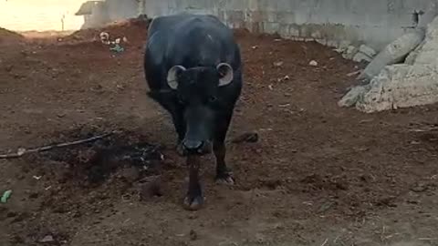 buffalo farming #cattlefarming
