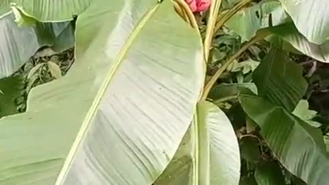 Plantas do Brasil