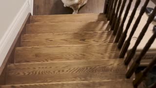 Axel the Chunky Cat Needs Help Getting Back Up the Stairs
