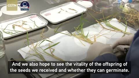 Space plant samples brought back to Earth for further research