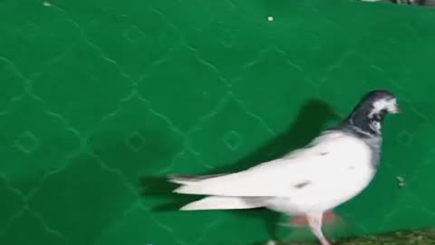 Beautiful pigeon breeder pair best flying