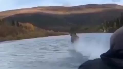 moose running over the water.mp4