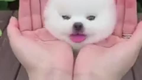 Funny😆😆😆 dog video