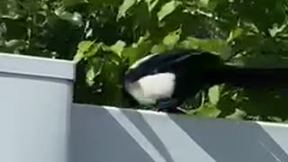 Nature and bird: Facing down a magpie