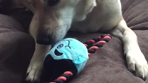 Mama dog steals puppy's toy, refuses to share