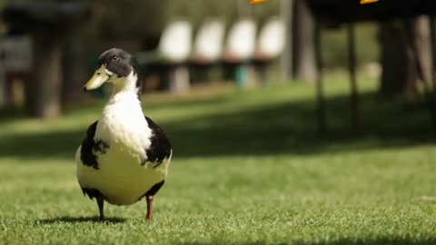 Duck 🦆 video | Cartoon animals 😇 | #animals | #shorts