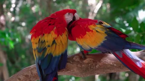 parrot-bird-macaw-feather