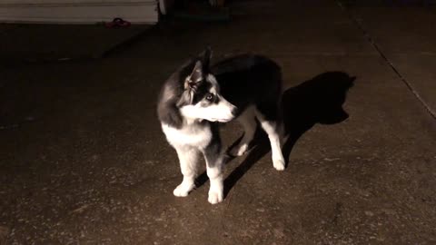 Baby Sasha’s First Howl