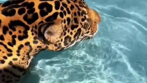 BEAUTIFUL Jaguar Swimming! STUNNING