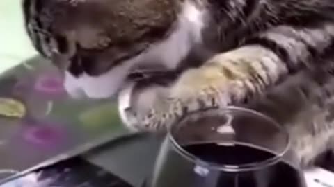 After drinking wine,poor kitty