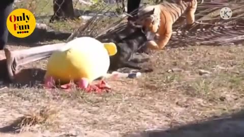 Wow nice dogs prank fake tiger prank dog vs tiger